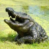 Statues & Sculptures Reptiles^Crocodile Half-Size Bronze Metal Garden Statue