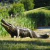 Statues & Sculptures Reptiles^Crocodile Life-Size Bronze Metal Garden Statue