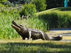 Statues & Sculptures Reptiles^Crocodile Life-Size Bronze Metal Garden Statue