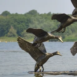 Statues & Sculptures Ducks^Flight of Ducks Life-Size Bronze Metal Garden Statue