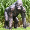 Statues & Sculptures Wildlife^Gorilla Life-Size Bronze Metal Garden Statue