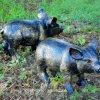 Statues & Sculptures Farm^Wild Piglets (Set of 2) Bronze Metal Garden Ornaments